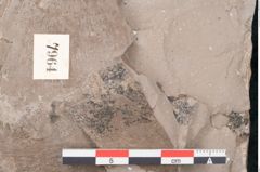 Foto (Detailansicht) von Castanea atavia Unger (NHMW-GEO-2024-0188-7964)